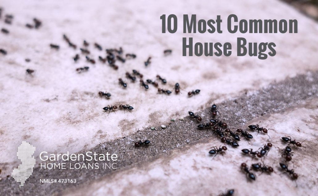 common-house-bugs-the-top-10-garden-state-home-loans