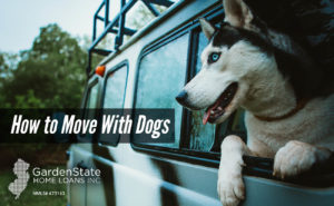 , How to Move with Dogs
