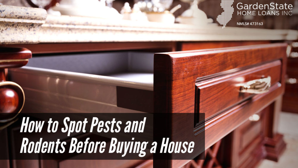, How to Spot Pests and Rodents Before Buying a House