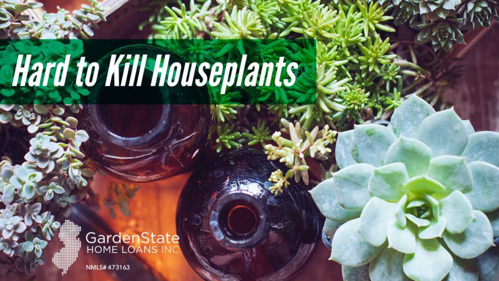 , Hard to Kill Houseplants